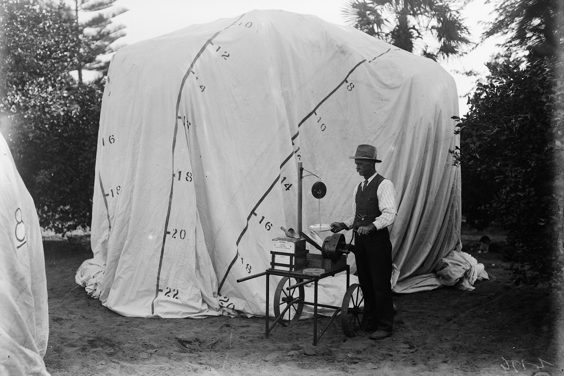 History Council Victoria Feb26 COVERED FRUIT TREES FOR SPRAYING